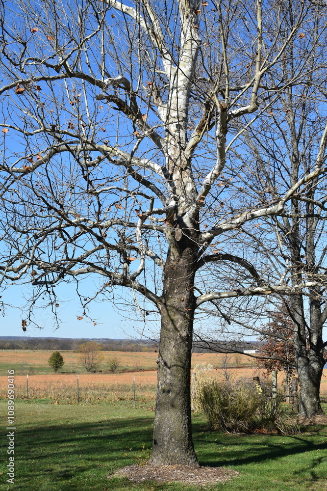 Obraz premium Bare Sycamore Tree in a Field