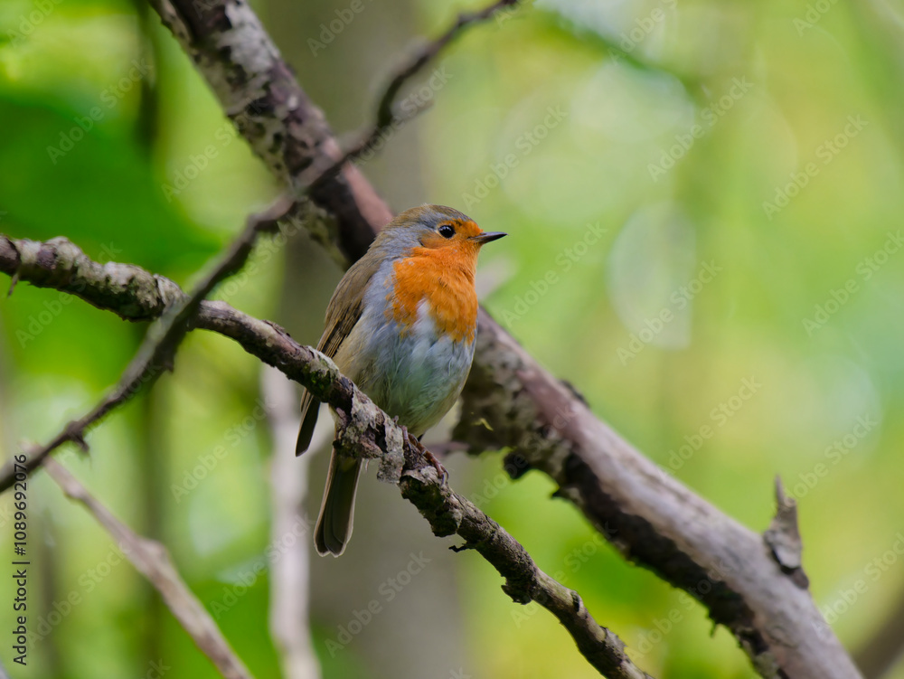 Fototapeta premium European robin perched on a tree in forest