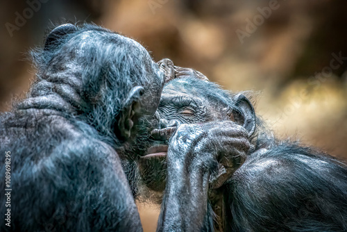 Photography two monkies in love holding and kissing