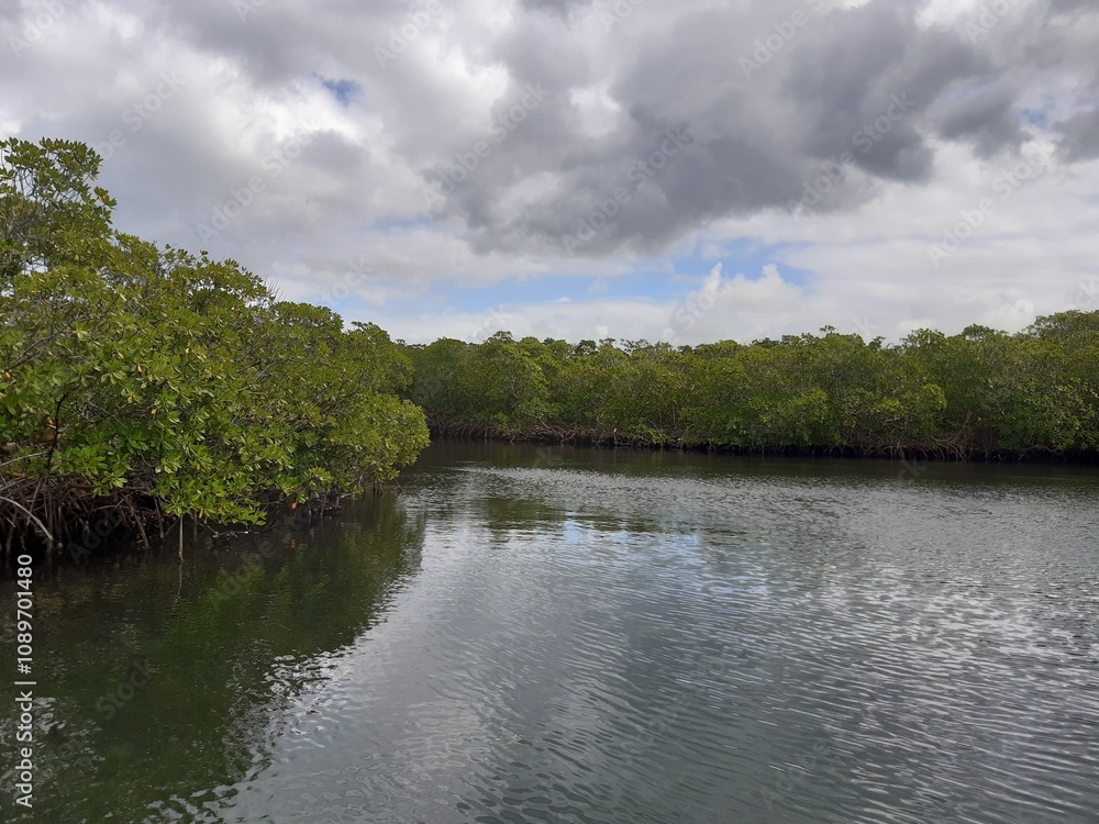 Fototapeta premium Mangrove, Guadeloupe