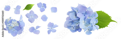 Blue Hydrangea flower isolated on white background. Top view. Flat lay