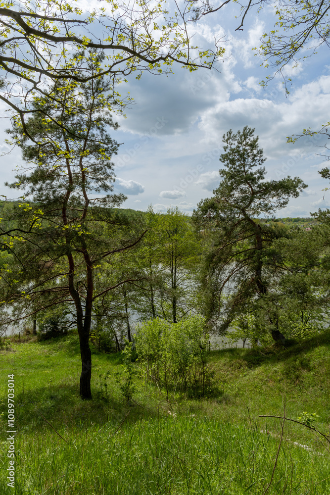 Fototapeta premium Coniferous trees near the lake