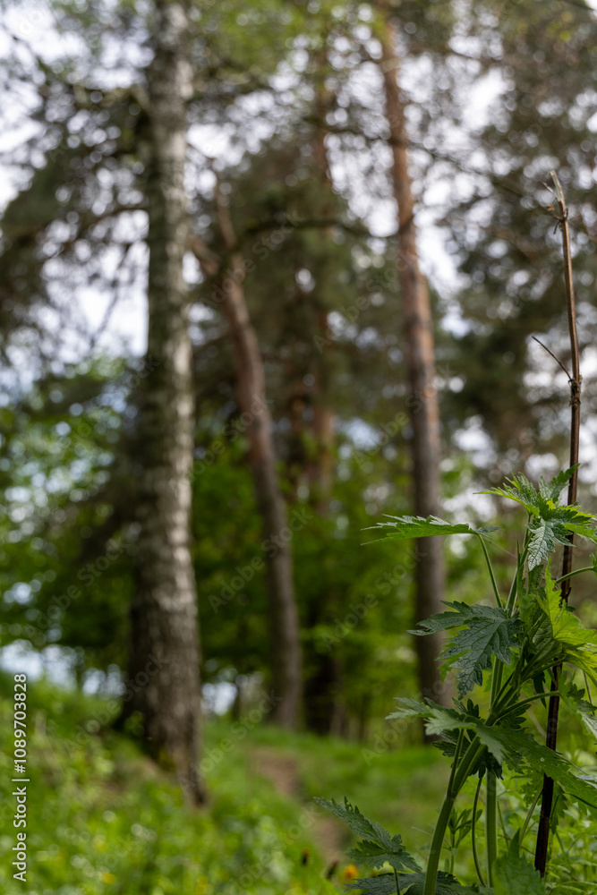 Fototapeta premium Green coniferous trees in the spring forest