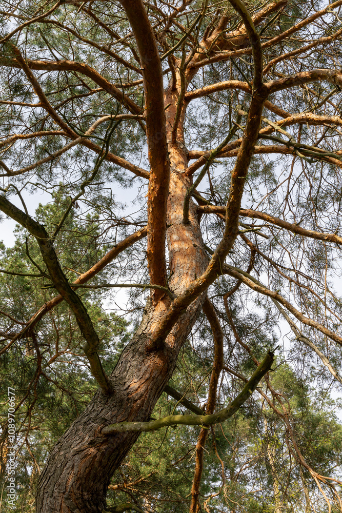Green pine tree in the forest Green pine tree in the forest
