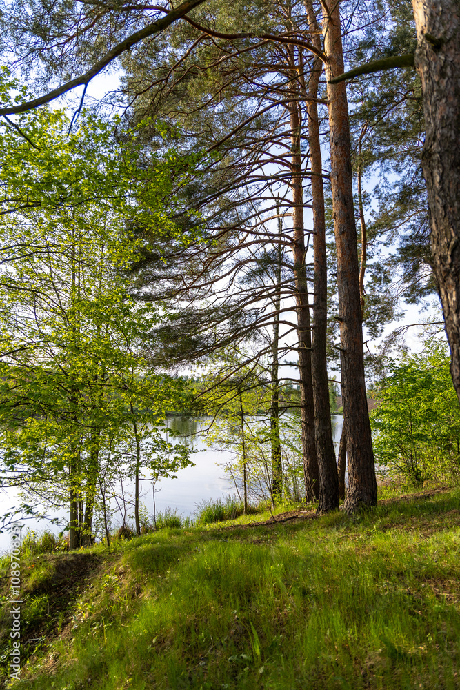 Fototapeta premium Green coniferous trees in the spring forest