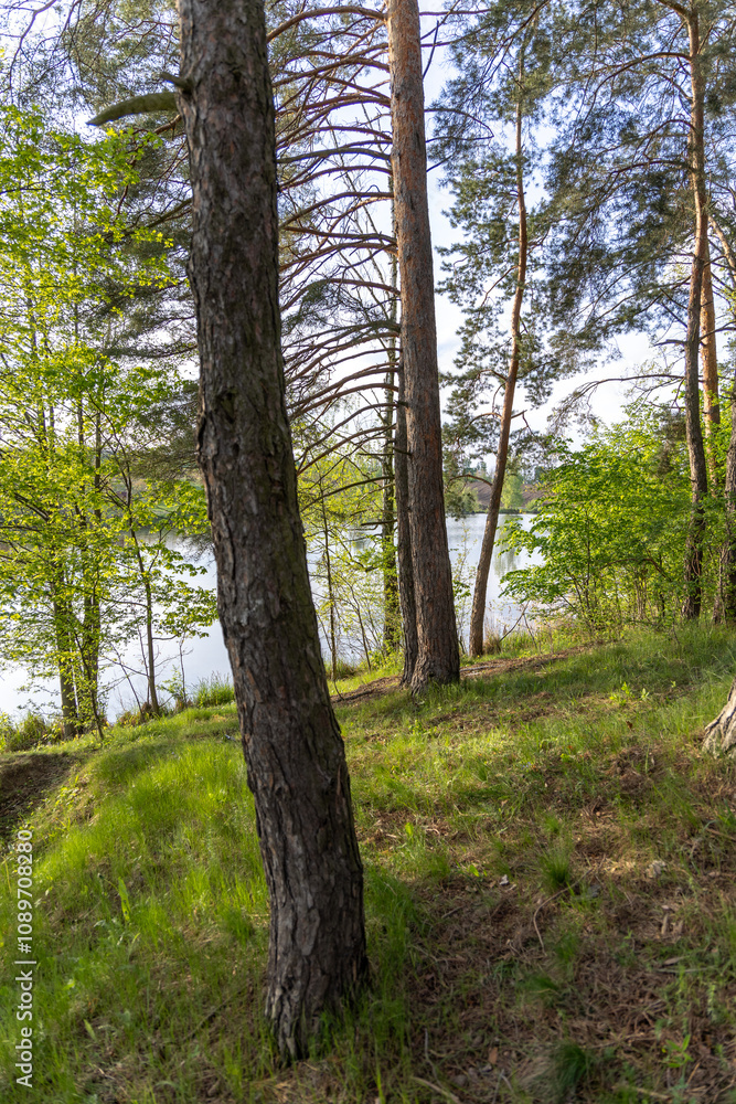 Obraz premium Green coniferous trees in the spring forest
