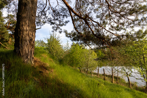 Green coniferous trees in the spring forest