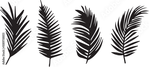 Silhouettes of palm leaves, part of tropical plant – Coconut palm branch