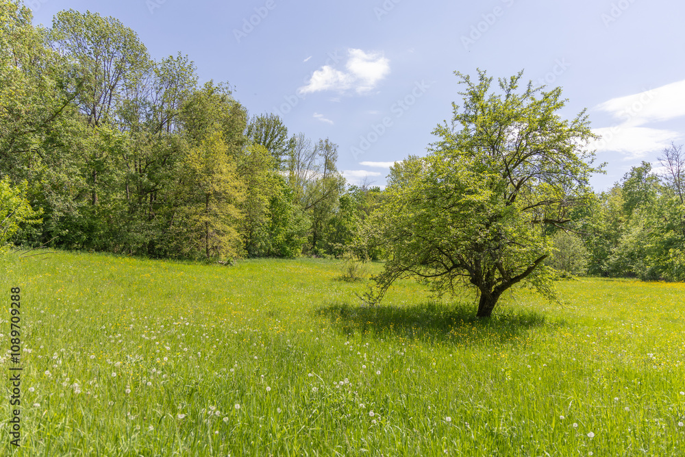Obraz premium Bright green field in spring