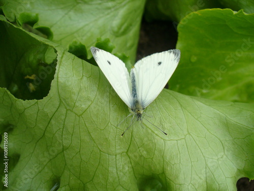 Butterfly Cabbage white, Pieris brassicae on green leaf Lettuce, Lactuca sativa in garden - close-up. Topics: beauty of nature, vegetation, flora, fauna, macro, cultivation, season, summer photo