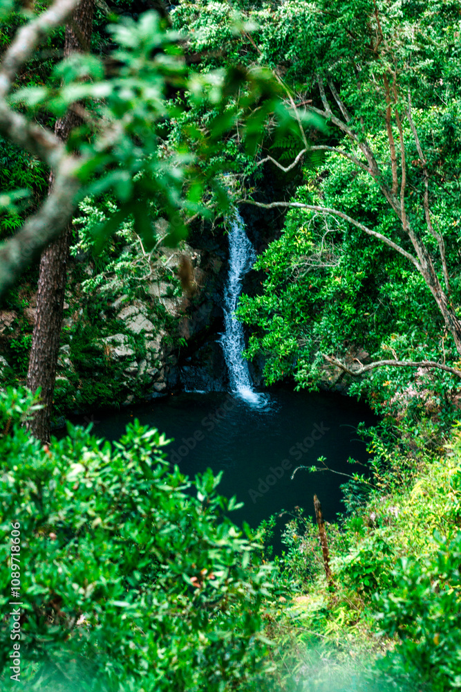 Fototapeta premium water stream river in the jungle