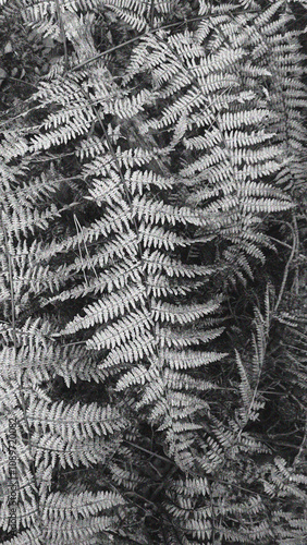 Monochromatic Black and White Fall Fern Fronds with Fine Texture in the Mystical Forest Closeup photo