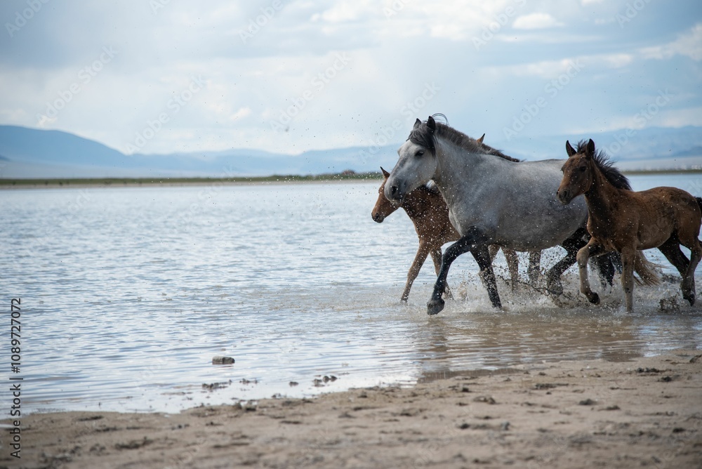 Mongolian horses grazing at summer pasture. Mongolian horses grazing at summer pasture.