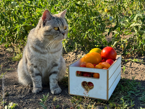 Cat with fresh tomatoes in vegetable garden.