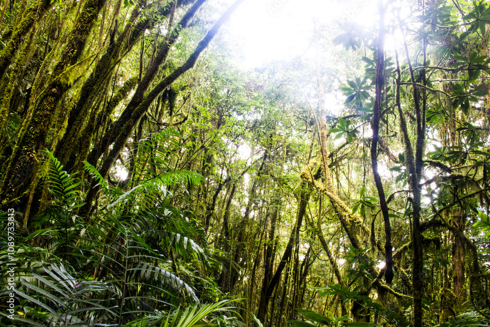 Fototapeta premium a forest full of moss