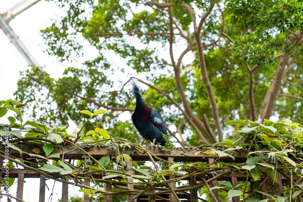 Fototapeta premium Crowned Pigeon in a Natural Setting
