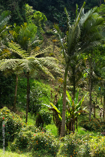 A lush green forest with a palm tree in the foreground. The palm tree is surrounded by other trees and bushes