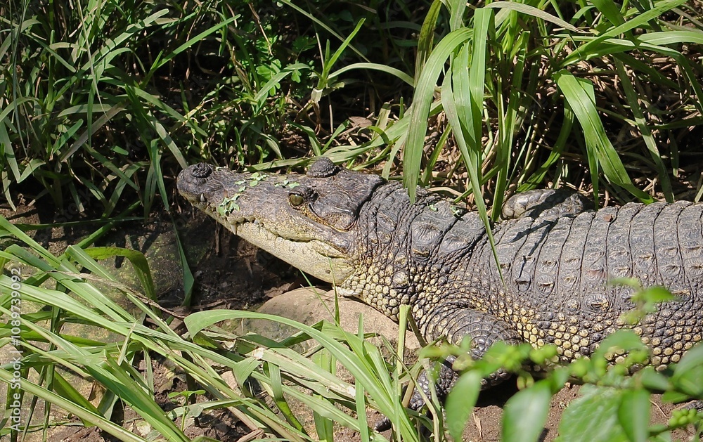 Obraz premium Crocodile in Mexico