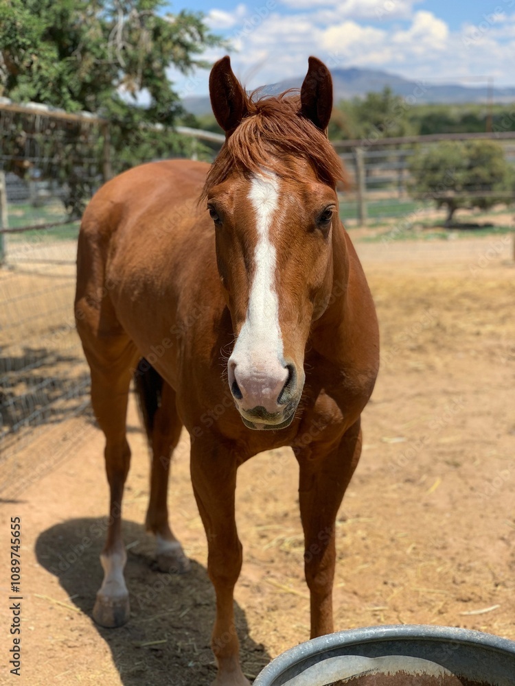 Obraz premium Sorrel Horse