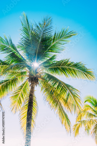 light rays passing through a palm tree