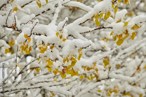 The contrast of autumn colors and the whiteness of the first snow on tree branches.