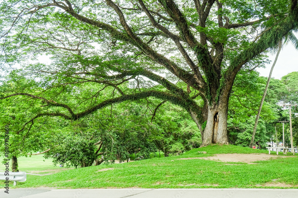 Fototapeta premium Large tree of the green forest lawn,The trees in the park are planted to provide shade for those who are vacationing or exercising in the fresh air in On sunny days,Nature landscape.