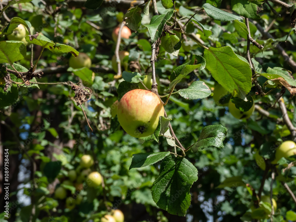 Close-up of a yellow apples growing on a branch of an apple tree surrounded with green leaves in bright sunlight in autumn Close-up of a yellow apples growing on a branch of an apple tree surrounded with green leaves in bright sunlight in autumn