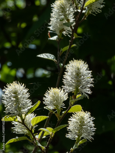 The large or mountain witch alder (Fothergilla major) flowering with white bottlebrush flowers in bright sunlight photo