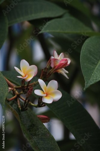 white yellow plumeria flowers close up
