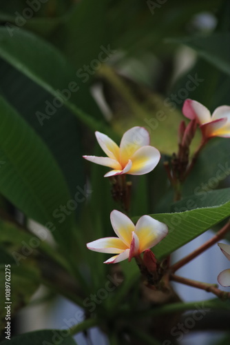white yellow plumeria flowers close up