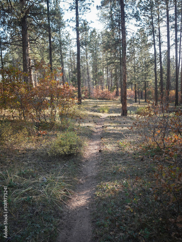 Bike trail through pines and gambel oak brush in autumn in the Uncompahgre National Forest near Norwood Colorado photo