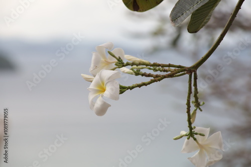 white plumeria flowers close up