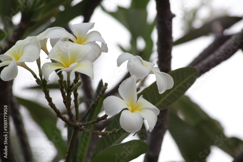 white plumeria flowers close up