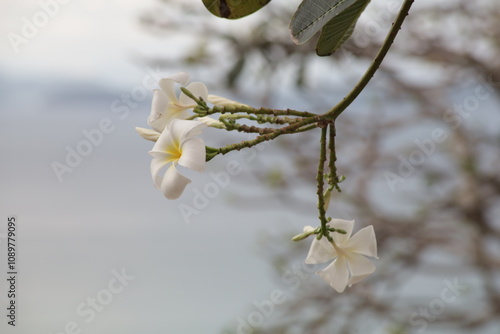 white plumeria flowers close up