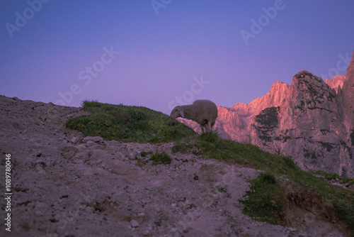 Romantic colorful sunrise in the mountains on the heart of Julian Alps with lonely sheep, in Triglav National Park, Slovenia. 