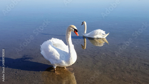 Two Swans On Lake