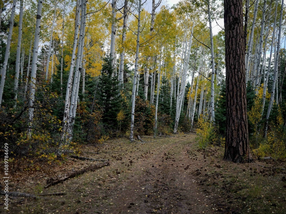 Fototapeta premium Wide view of Beautiful yellow aspen trees along dirt trail in forest in southern Colorado in autumn