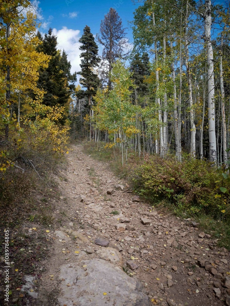 Obraz premium Rocky ATV trail through San Juan National Forest in southern colorado in autumn with fall colorso