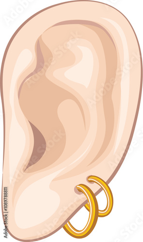 Realistic illustration of a human ear with golden earrings, highlighting ear anatomy and piercing