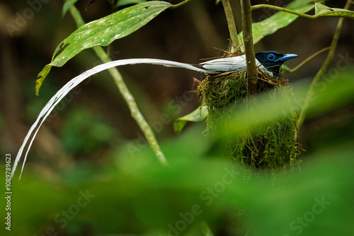 Blyth's paradise flycatcher Terpsiphone affinis, also Oriental paradise flycatcher, bird in Monarchidae, native from southern China to Sumatra and Melanesia. White male sits in the nest in Borneo photo