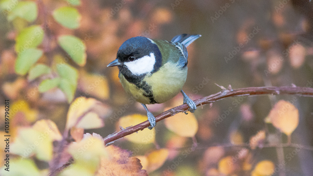 Obraz premium black capped kingfisher