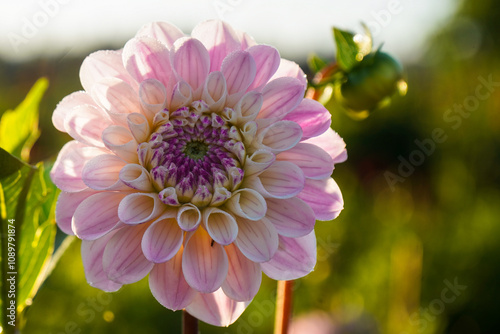 Pink Dahlia in Morning Light photo