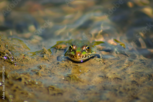 zielona żabka photo