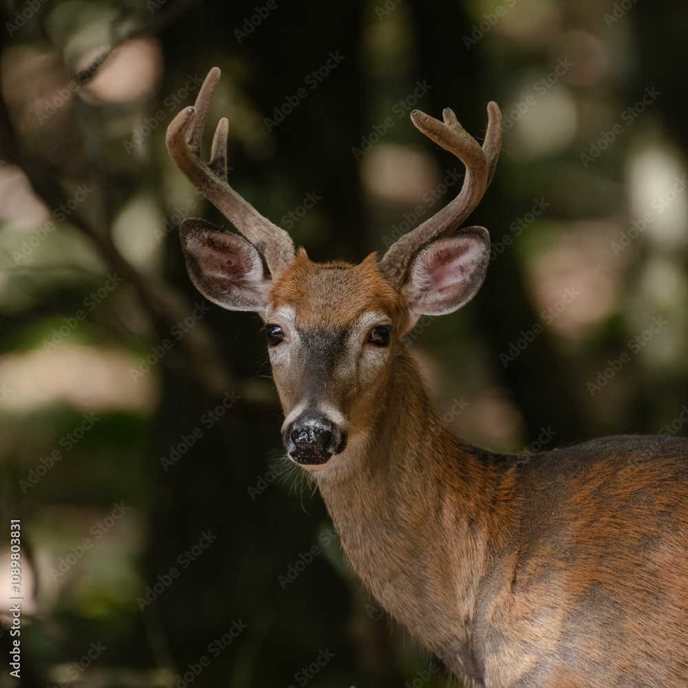 Obraz premium Young Buck