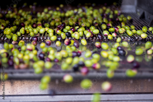 Raccolta delle olive e produzione olio extravergine di oliva in puglia, italia