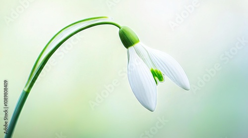  a white flower on a green stem against a blurred green and white background