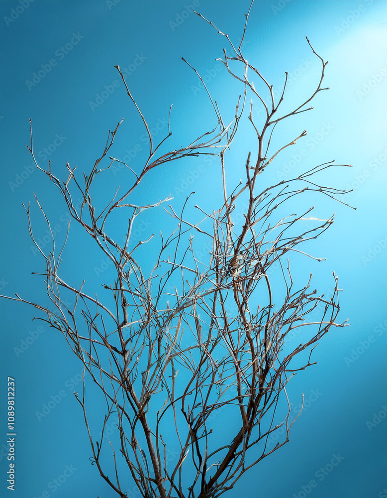 Obraz premium Small dry branches without leaves with shadow effect on a very bright light blue background