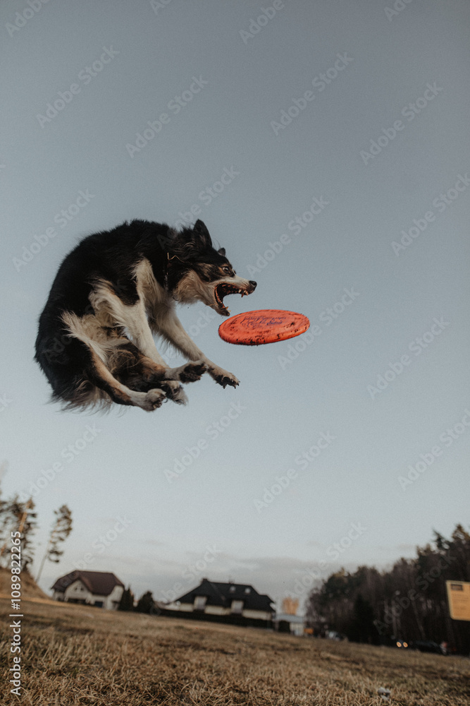 Wysportowany pies border collie łapie frisbee w powietrzu na niebie