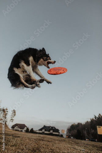 Obraz na płótnie Wysportowany pies border collie łapie frisbee w powietrzu na niebie w salonie