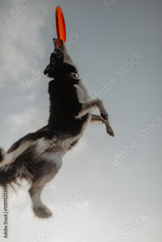 Obraz na płótnie Wysportowany pies border collie łapie frisbee w powietrzu na niebie w salonie